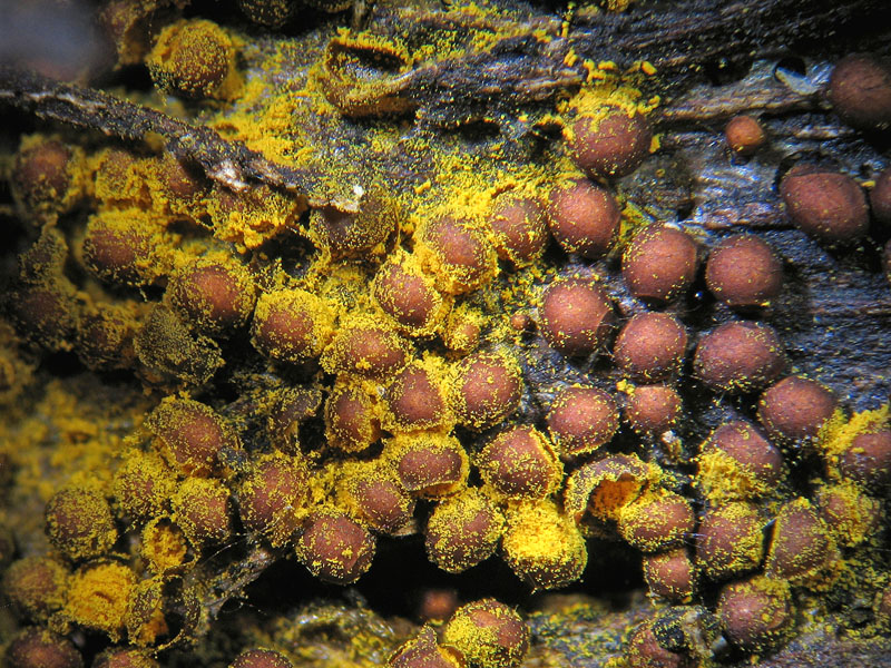Perichaena corticalis
